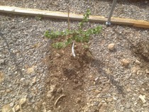 The 2015 Allotment / Veg Patch Thread Part 2