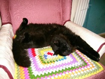 Come and sing the praises for your black/black and white cats