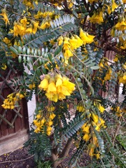 is removing a tree/bush that bees love a really bad thing to do?