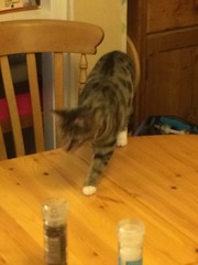 funny cat pictures