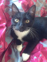 Come and sing the praises for your black/black and white cats