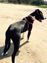 What other breed is my SBTX crossed with do you think?