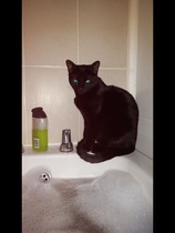 9 month old indoor kitten got out this afternoon