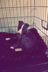 Tell me what else I need for my new puppy!?