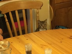 funny cat pictures