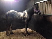 New baby horse :)