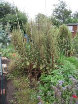 The 2015 Allotment / Veg Patch Thread Part 2