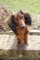 Going to see a mini Daxie today.  Am I mad?!