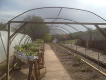 The 2015 Allotment / Veg Patch Thread Part 2