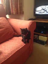 Getting kittens next week - any tips?
