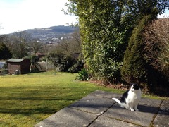 Come and sing the praises for your black/black and white cats