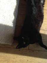 Come and sing the praises for your black/black and white cats