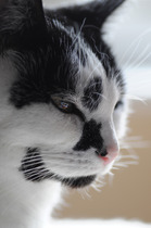 Come and sing the praises for your black/black and white cats