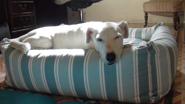 Dog beds