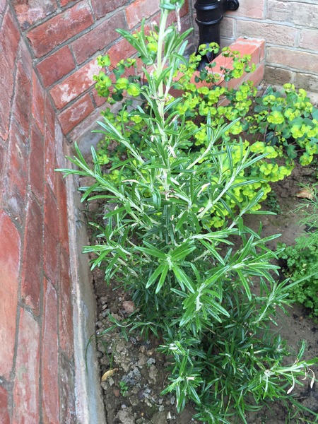 Are there any non flowering types of Rosemary?