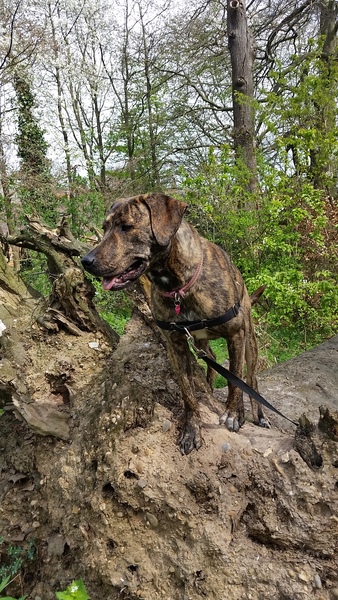 Anyone want to guess what breed our dog is?