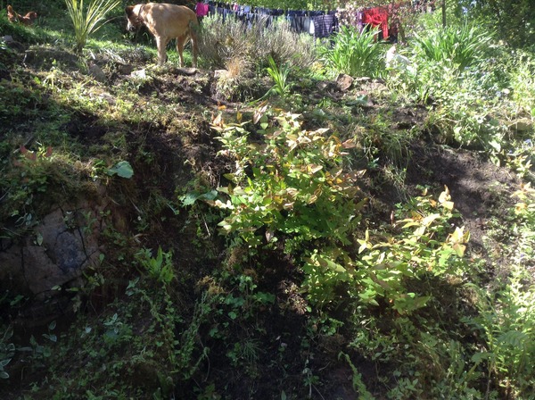 Help, what can I do with this rock face/weed bed?
