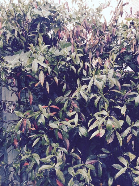 What is this? A) shrub in my garden b) fungus(?) eating it?