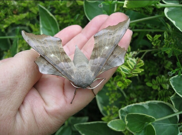 What the bloody hell is this creature in my outhouse?? [pic]