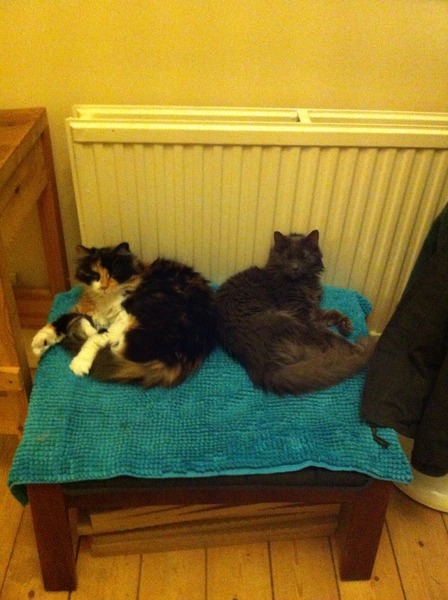 I'm considering getting a cat - what are all the downsides?