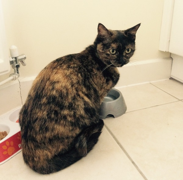 Our lovely new rescue cat