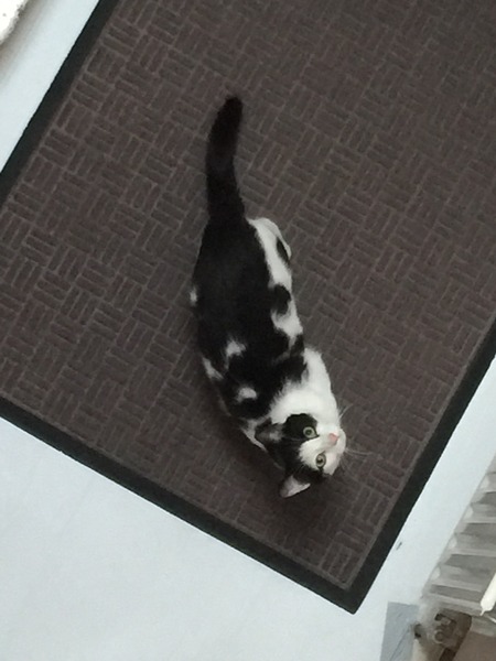 'Stray' cat coming in & eating my cats food