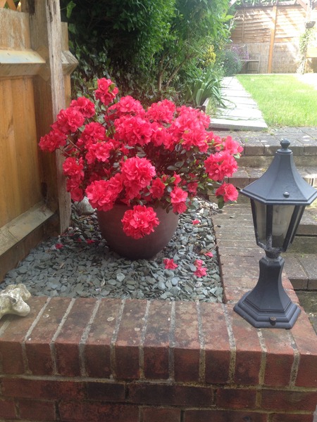 Headwreck & Hope. Support for those who are/might be experiencing MMC/MC/early pregnancy loss.