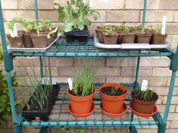The 2015 Allotment / Veg Patch Thread Part 2