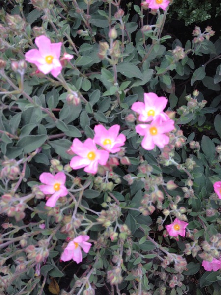 Rough winds do shake the darling buds of May: Alternative potting shed thread