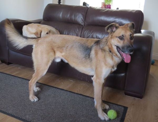 Want to play "Guess the crossbreed"?
