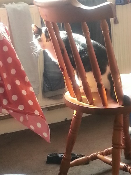 I'm considering getting a cat - what are all the downsides?