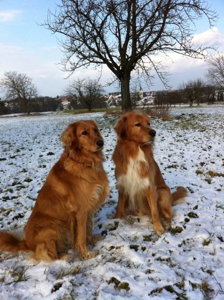 Want to play "Guess the crossbreed"?