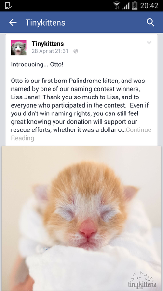Live web cam of tiny kittens.