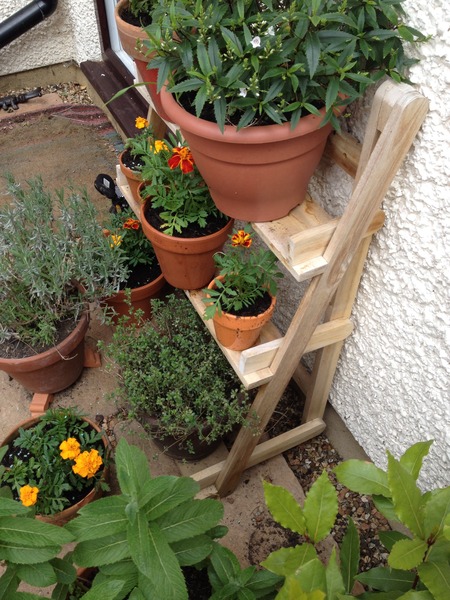 Rough winds do shake the darling buds of May: Alternative potting shed thread