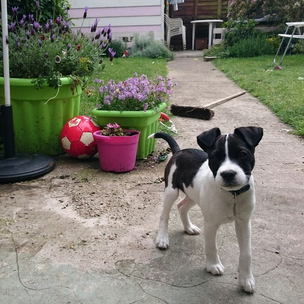 Puppy Pulling HELP!