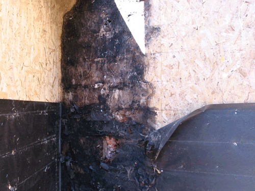 What the bloody hell is this creature in my outhouse?? [pic]