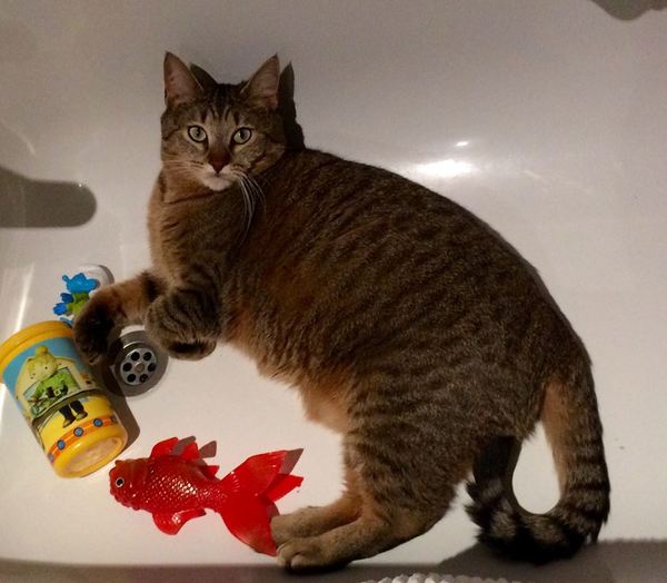 One of our boys is missing - is there anything else I should be doing?