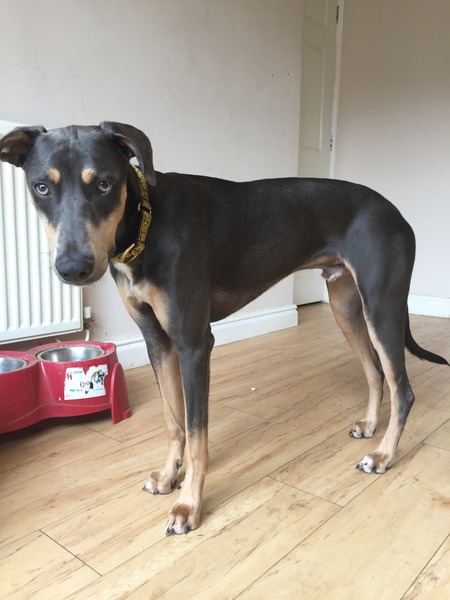 Want to play "Guess the crossbreed"?