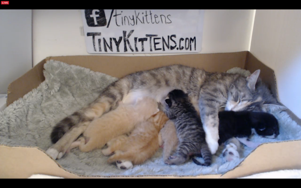 Live web cam of tiny kittens.