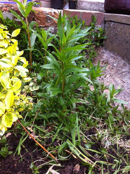 Is this a plant or a weed?