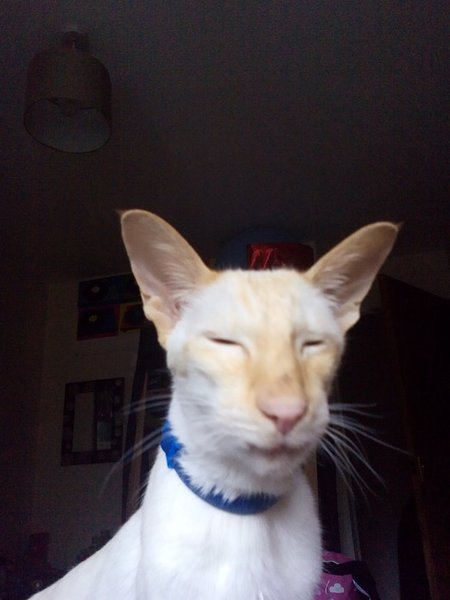 Tell me about Siamese cats. I'm fantasising about getting one.