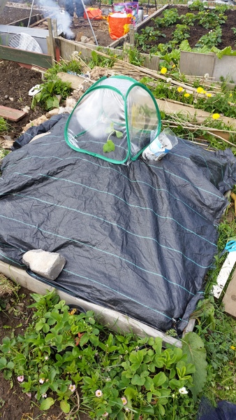 The 2015 Allotment / Veg Patch Thread Part 2