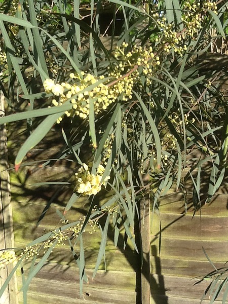 Tell me what is flowering in your garden today.