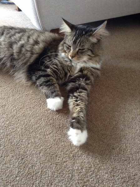 Rescue cat questions