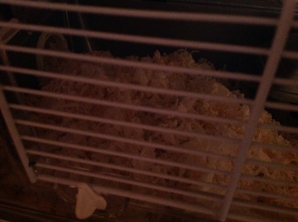 Crap the hamster has babies