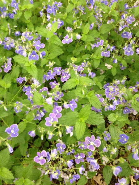 Rough winds do shake the darling buds of May: Alternative potting shed thread