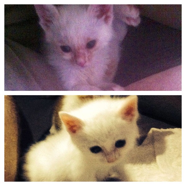 To think that you don't bathe a kitten?