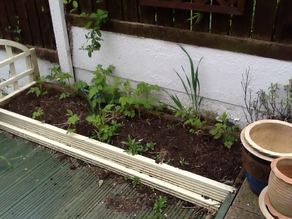 Next door neighbours raspberry brambles are constantly popping up in our border.