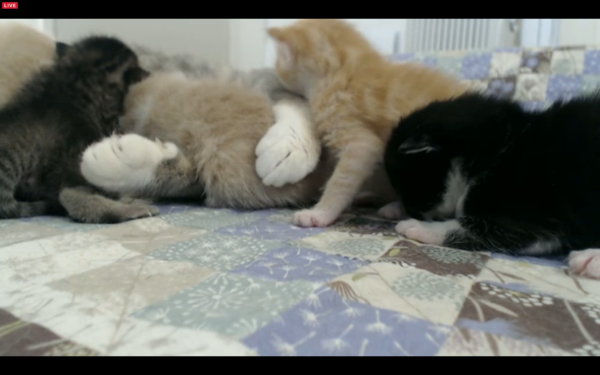 Live web cam of tiny kittens.