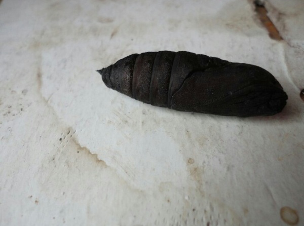 What the bloody hell is this creature in my outhouse?? [pic]